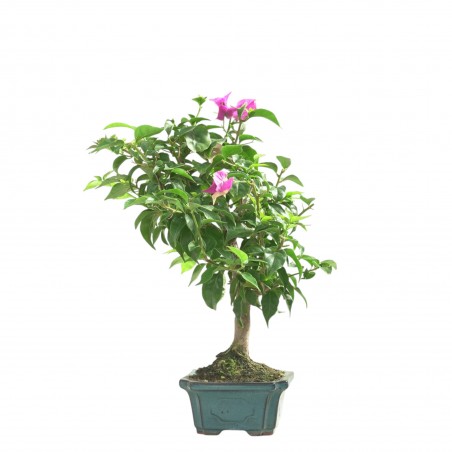 BOUGAINVILLEA 16783