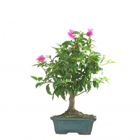 BOUGAINVILLEA 16783