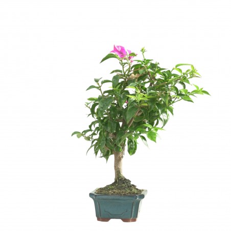 BOUGAINVILLEA 16783