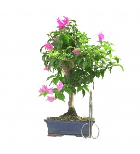 BOUGAINVILLEA 16784