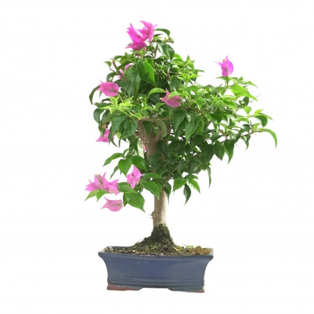 BOUGAINVILLEA 16784
