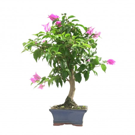 BOUGAINVILLEA 16784