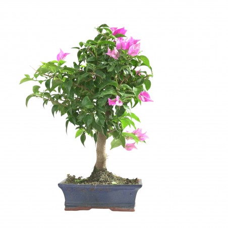 BOUGAINVILLEA 16784