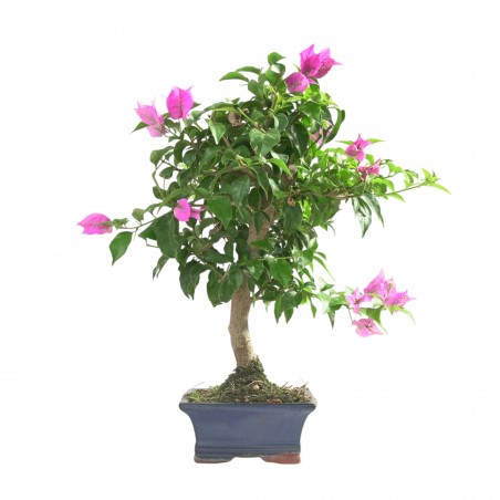 BOUGAINVILLEA 16784