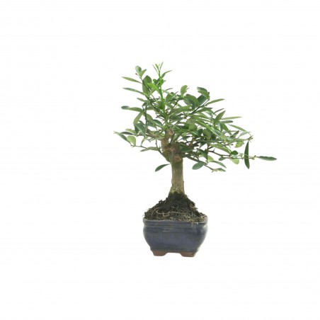 CITRUS KINZU 16776