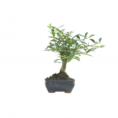 CITRUS KINZU 16776