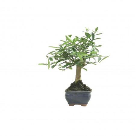 CITRUS KINZU 16776