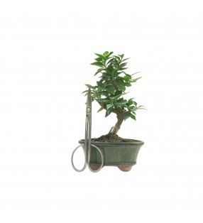 CITRUS MYRTIFOLIA 16769