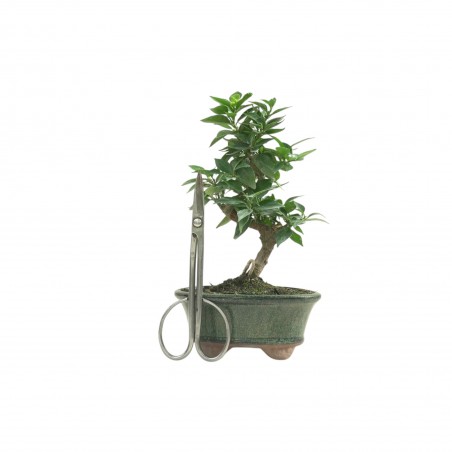 CITRUS MYRTIFOLIA 16769