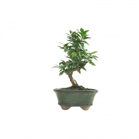 CITRUS MYRTIFOLIA 16769