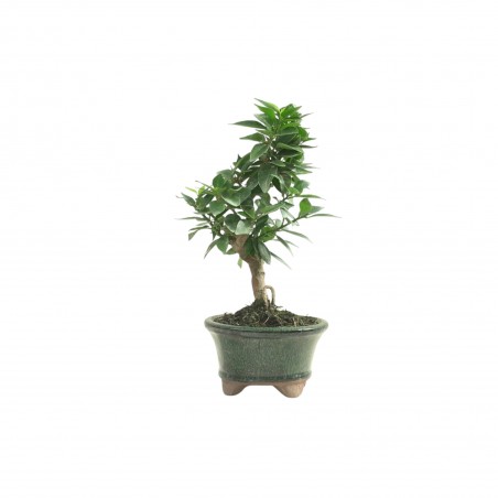 CITRUS MYRTIFOLIA 16769
