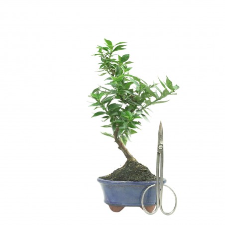 CITRUS MYRTIFOLIA 16770
