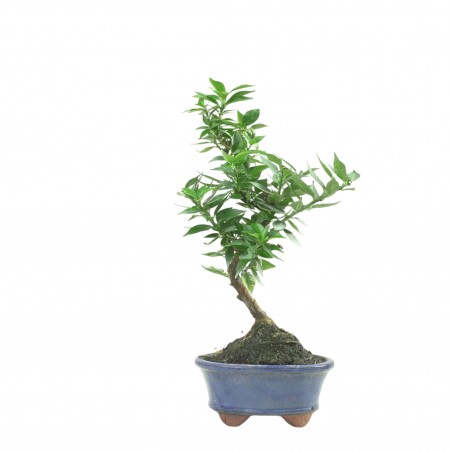 CITRUS MYRTIFOLIA 16770