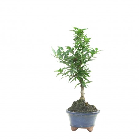 CITRUS MYRTIFOLIA 16770
