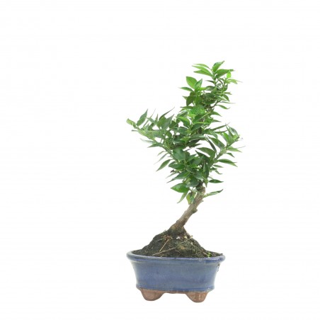 CITRUS MYRTIFOLIA 16770