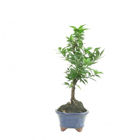 CITRUS MYRTIFOLIA 16770