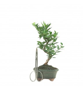 CITRUS MYRTIFOLIA 16771