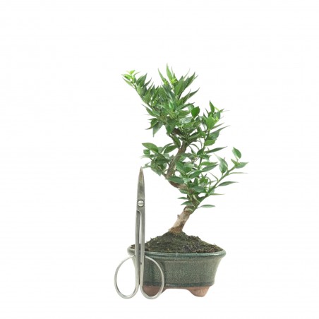 CITRUS MYRTIFOLIA 16771