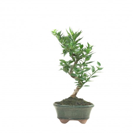 CITRUS MYRTIFOLIA 16771