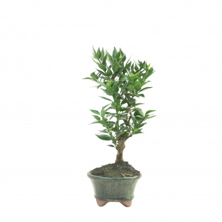 CITRUS MYRTIFOLIA 16771