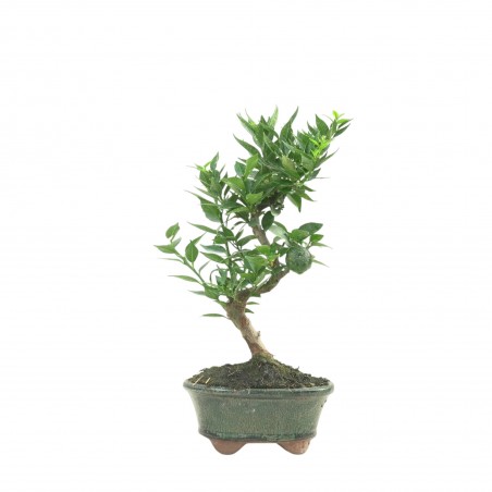 CITRUS MYRTIFOLIA 16771