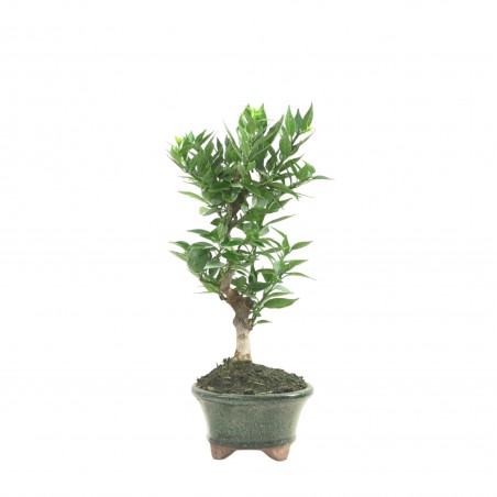CITRUS MYRTIFOLIA 16771