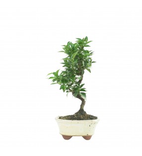 CITRUS MYRTIFOLIA 16772