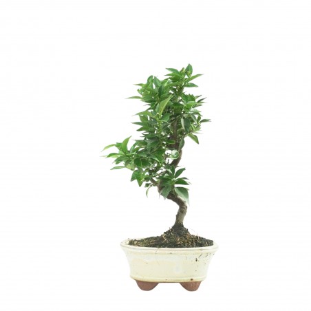 CITRUS MYRTIFOLIA 16772