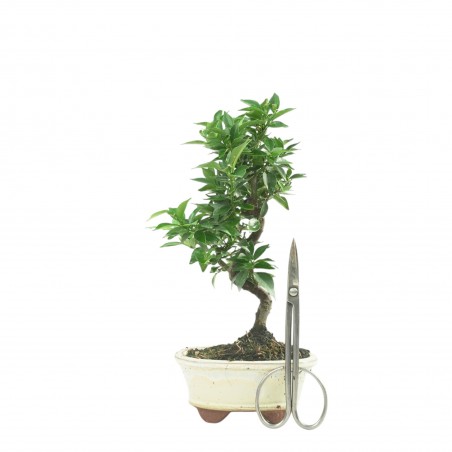 CITRUS MYRTIFOLIA 16772