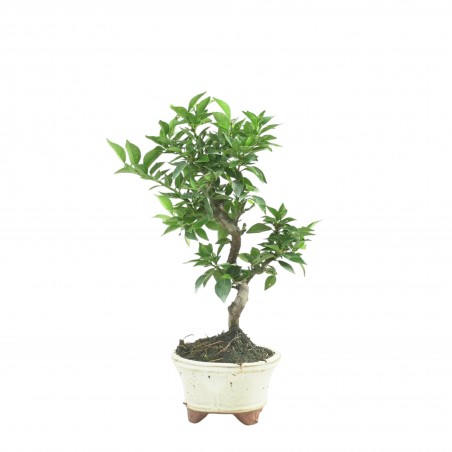 CITRUS MYRTIFOLIA 16772