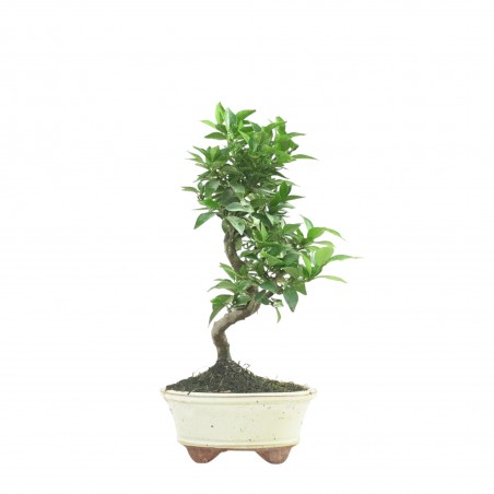 CITRUS MYRTIFOLIA 16772
