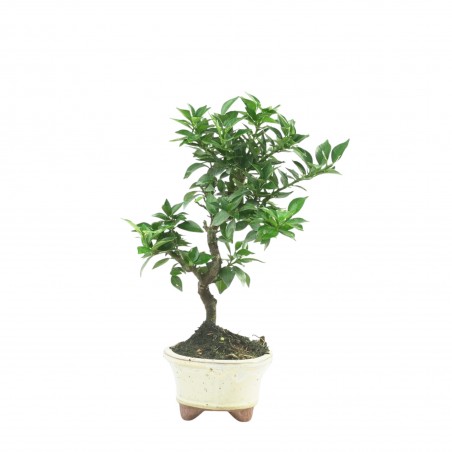 CITRUS MYRTIFOLIA 16772