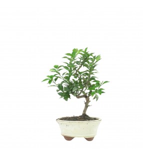 CITRUS MYRTIFOLIA 16773