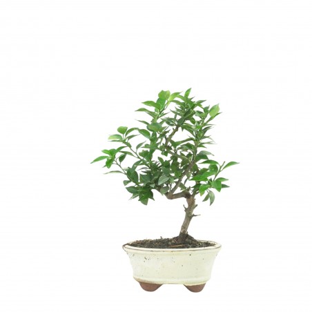 CITRUS MYRTIFOLIA 16773