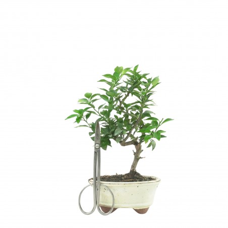CITRUS MYRTIFOLIA 16773