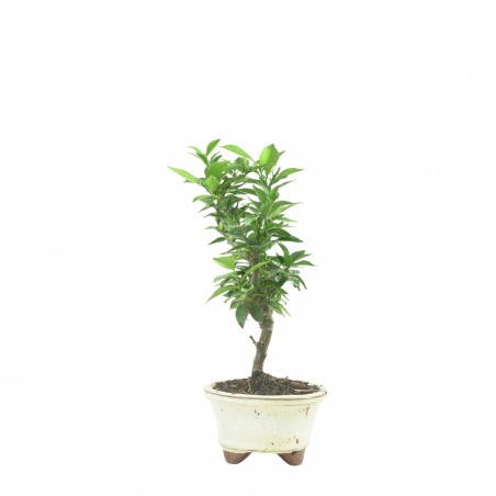 CITRUS MYRTIFOLIA 16773