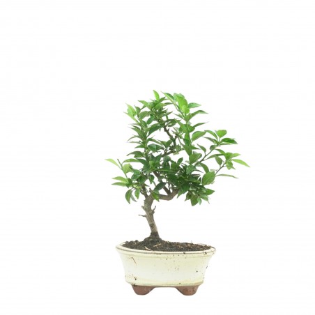CITRUS MYRTIFOLIA 16773