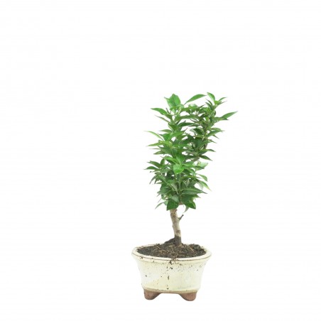 CITRUS MYRTIFOLIA 16773