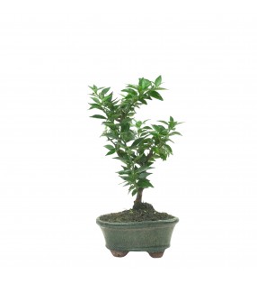 CITRUS MYRTIFOLIA 16774