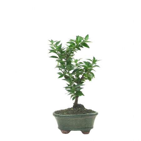 CITRUS MYRTIFOLIA 16774