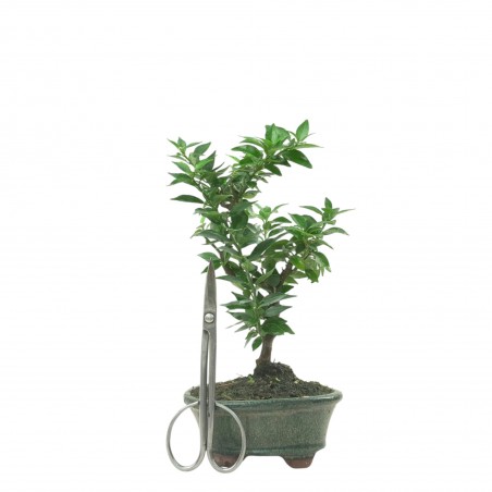 CITRUS MYRTIFOLIA 16774