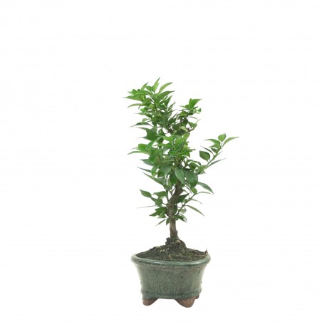 CITRUS MYRTIFOLIA 16774