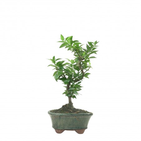 CITRUS MYRTIFOLIA 16774