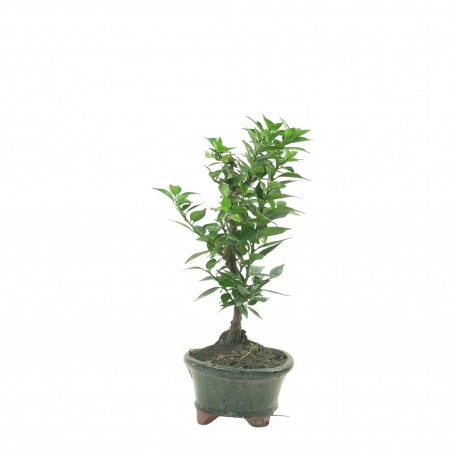 CITRUS MYRTIFOLIA 16774