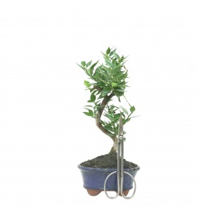CITRUS MYRTIFOLIA 16775