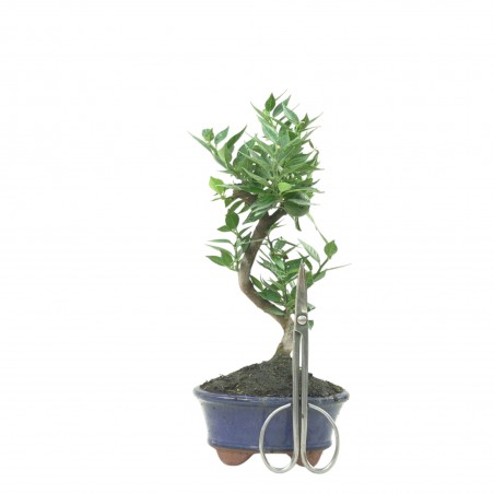CITRUS MYRTIFOLIA 16775