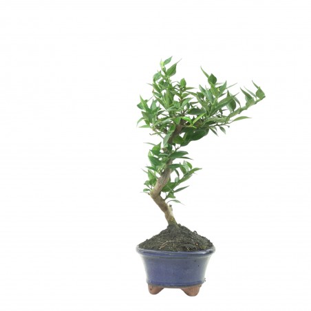 CITRUS MYRTIFOLIA 16775