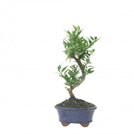 CITRUS MYRTIFOLIA 16775