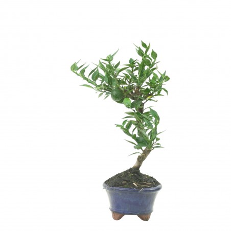 CITRUS MYRTIFOLIA 16775