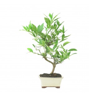 CITRUS LIMENCUAT 16777